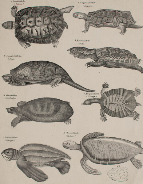 unbekannt - Schildkröten - undatiert - Lithografie