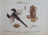 L. Meyer nach Weber - Insekten - undatiert - kolorierter Kupferstich