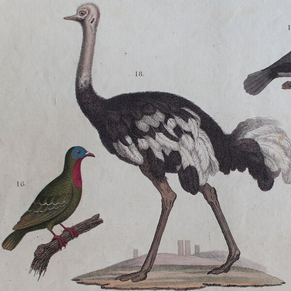 Anton Wachsmann nach Meyer - Vögel - undatiert - kolorierter Kupferstich