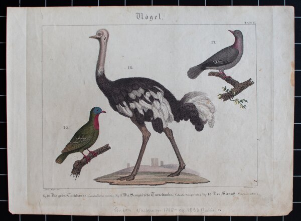 Anton Wachsmann nach Meyer - Vögel - undatiert - kolorierter Kupferstich