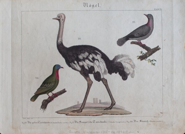 Anton Wachsmann nach Meyer - Vögel - undatiert - kolorierter Kupferstich