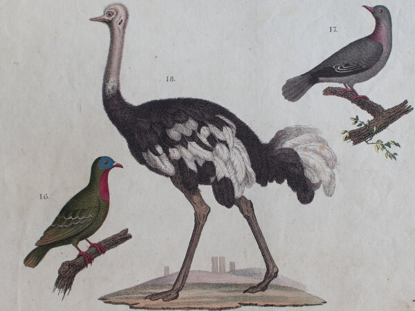 Anton Wachsmann nach Meyer - Vögel - undatiert - kolorierter Kupferstich