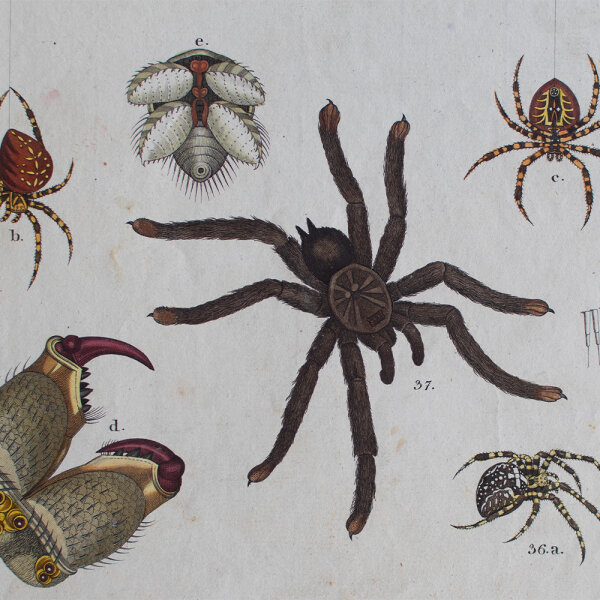 unbekannt - Insekten - undatiert - kolorierter Kupferstich