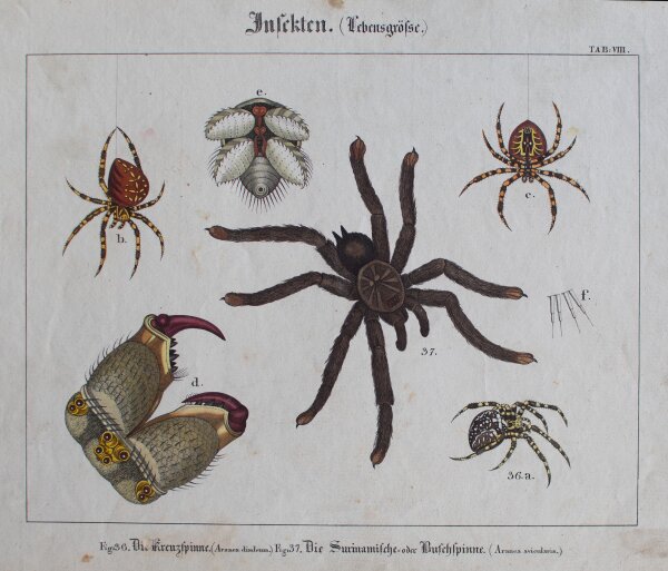 unbekannt - Insekten - undatiert - kolorierter Kupferstich