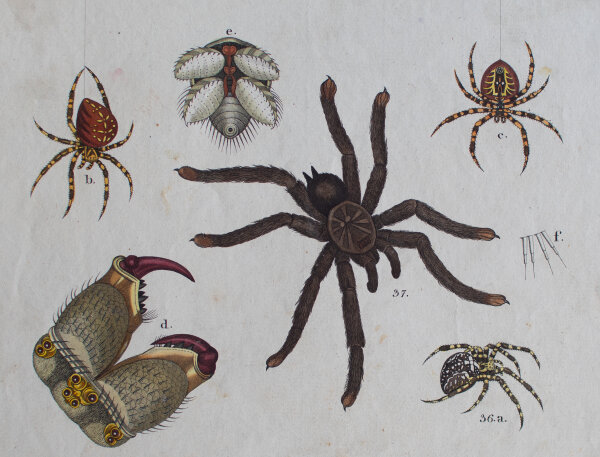 unbekannt - Insekten - undatiert - kolorierter Kupferstich