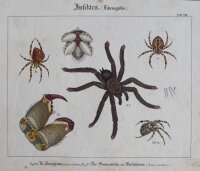 unbekannt - Insekten - undatiert - kolorierter Kupferstich