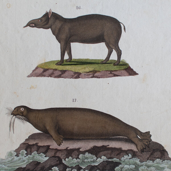 Meyer Senior nach Müller - Säugethiere - undatiert - kolorierter Kupferstich