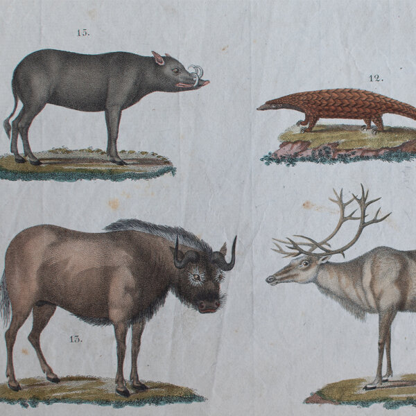 L. Meyer nach Müller - Säugethiere - undatiert - kolorierter Kupferstich