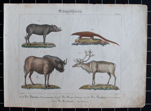 L. Meyer nach Müller - Säugethiere - undatiert - kolorierter Kupferstich