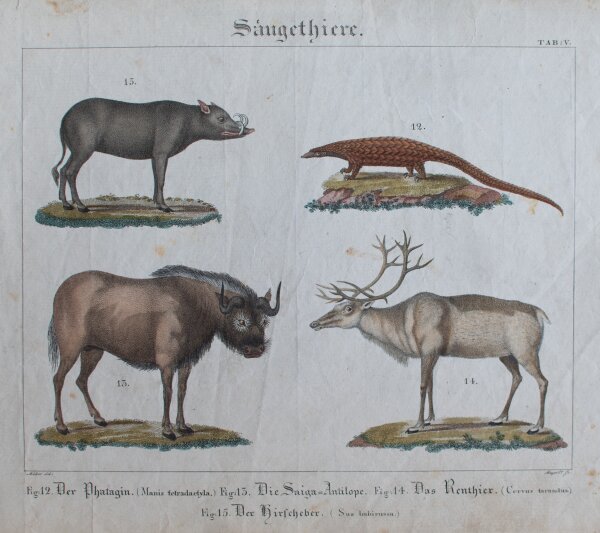 L. Meyer nach Müller - Säugethiere - undatiert - kolorierter Kupferstich