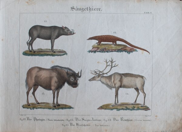 L. Meyer nach Müller - Säugethiere - undatiert - kolorierter Kupferstich