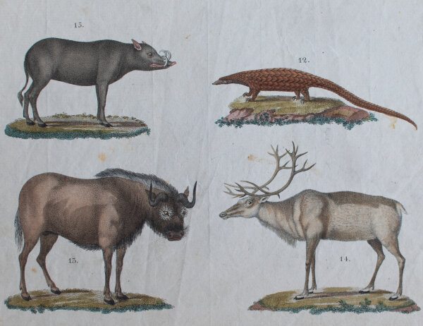 L. Meyer nach Müller - Säugethiere - undatiert - kolorierter Kupferstich