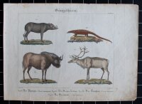 L. Meyer nach Müller - Säugethiere - undatiert...