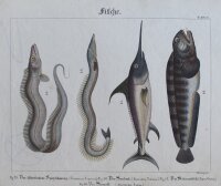 Pretzing - Fische - undatiert - kolorierter Kupferstich
