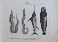 Pretzing - Fische - undatiert - kolorierter Kupferstich