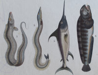 Pretzing - Fische - undatiert - kolorierter Kupferstich