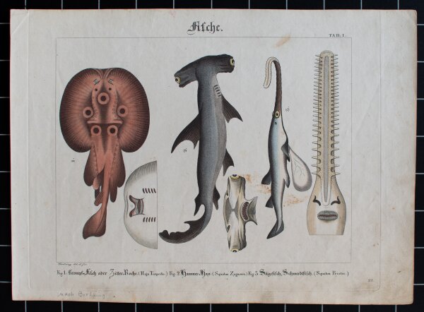 Brotzing - Fische - undatiert - kolorierter Kupferstich