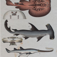 Brotzing - Fische - undatiert - kolorierter Kupferstich