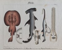 Brotzing - Fische - undatiert - kolorierter Kupferstich