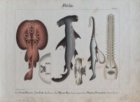 Brotzing - Fische - undatiert - kolorierter Kupferstich