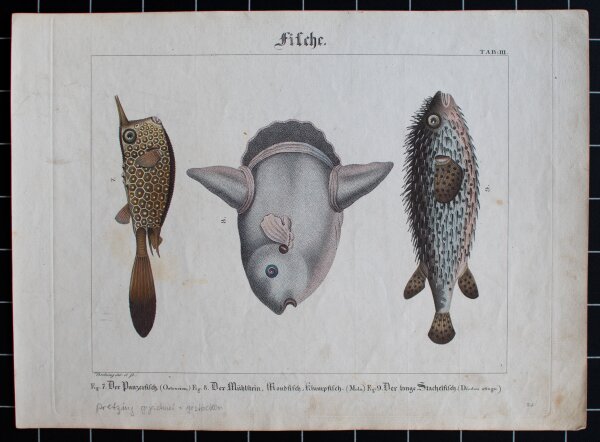 Pretzing - Fische - undatiert - kolorierter Kupferstich