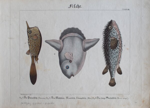 Pretzing - Fische - undatiert - kolorierter Kupferstich