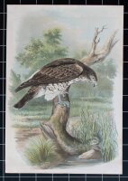 Adolf Oskar von Riesenthal - Greifvogel - um 1900 -...