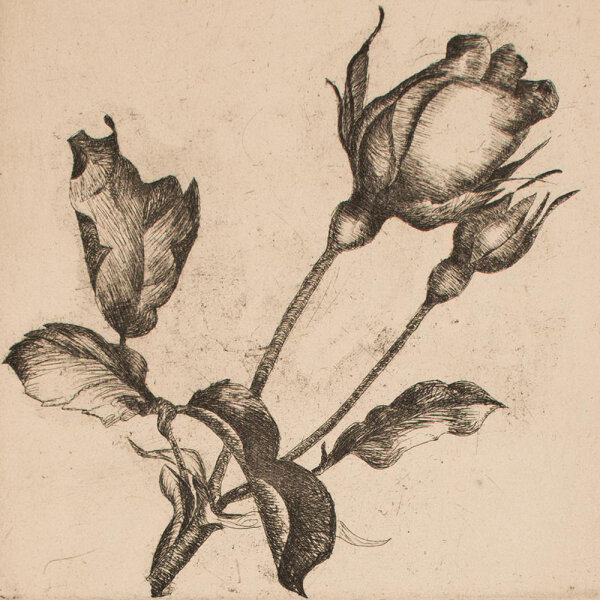 A. Jahncke-Hoffmann - Rosenblüte - undatiert - Radierung