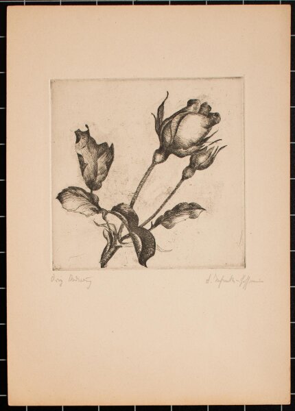 A. Jahncke-Hoffmann - Rosenblüte - undatiert - Radierung