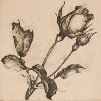 A. Jahncke-Hoffmann - Rosenblüte - undatiert -...