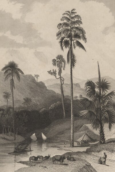 Bibliographisches Institut in Hildburghausen - Bey Colombo Insel Ceylon - Stahlstich - um 1850