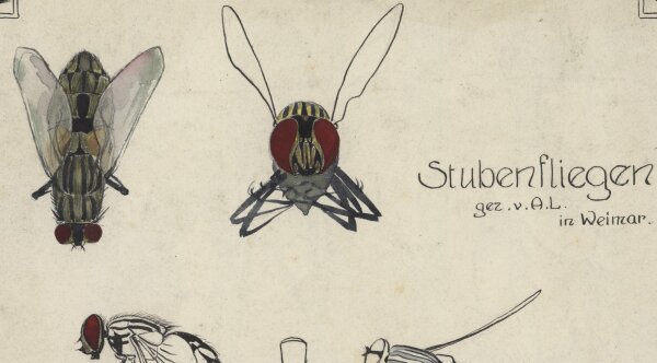 Monogramm A. L. - Stubenfliegen - Zeichnung - um 1900