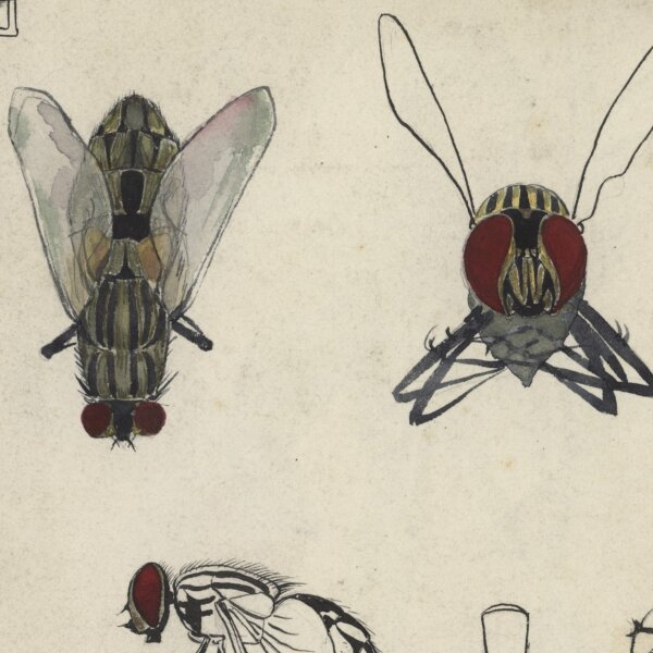 Monogramm A. L. - Stubenfliegen - Zeichnung - um 1900