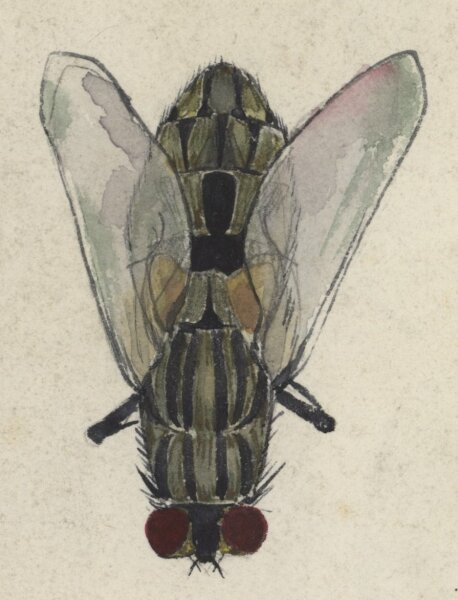 Monogramm A. L. - Stubenfliegen - Zeichnung - um 1900
