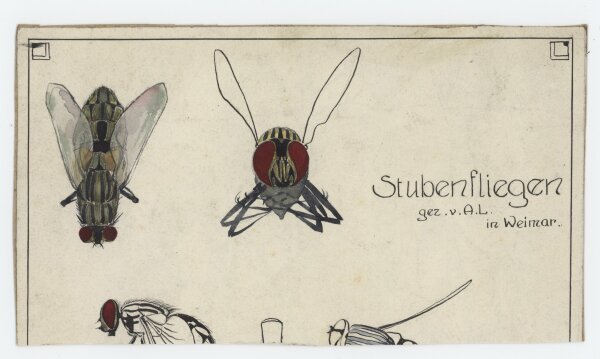 Monogramm A. L. - Stubenfliegen - Zeichnung - um 1900