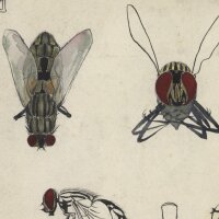 Monogramm A. L. - Stubenfliegen - Zeichnung - um 1900