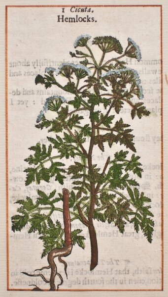 unbekannt - Schierling - 1650 - Farbholzschnitt