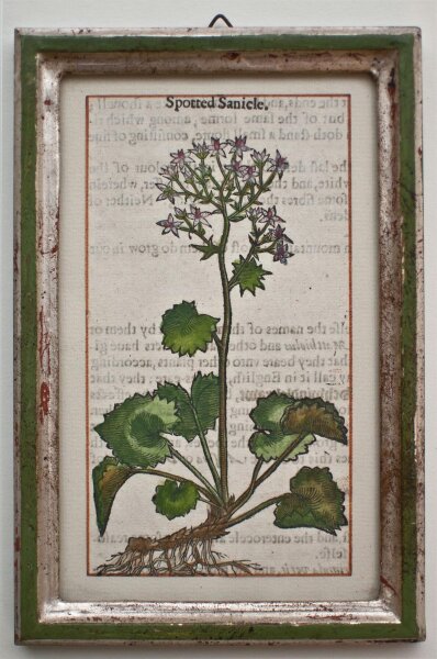 unbekannt - Waldklette - 1650 - Farbholzschnitt