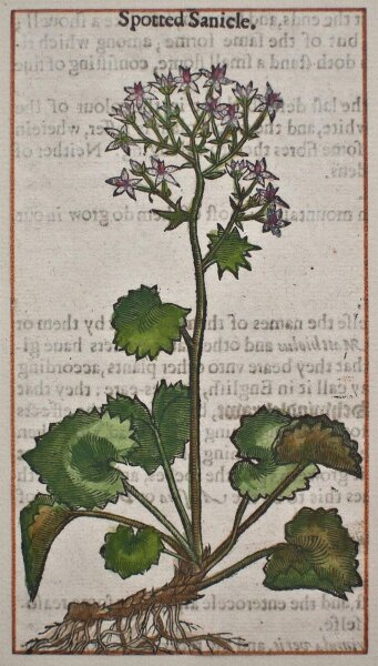 unbekannt - Waldklette - 1650 - Farbholzschnitt