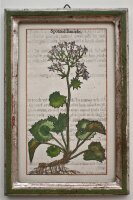 unbekannt - Waldklette - 1650 - Farbholzschnitt